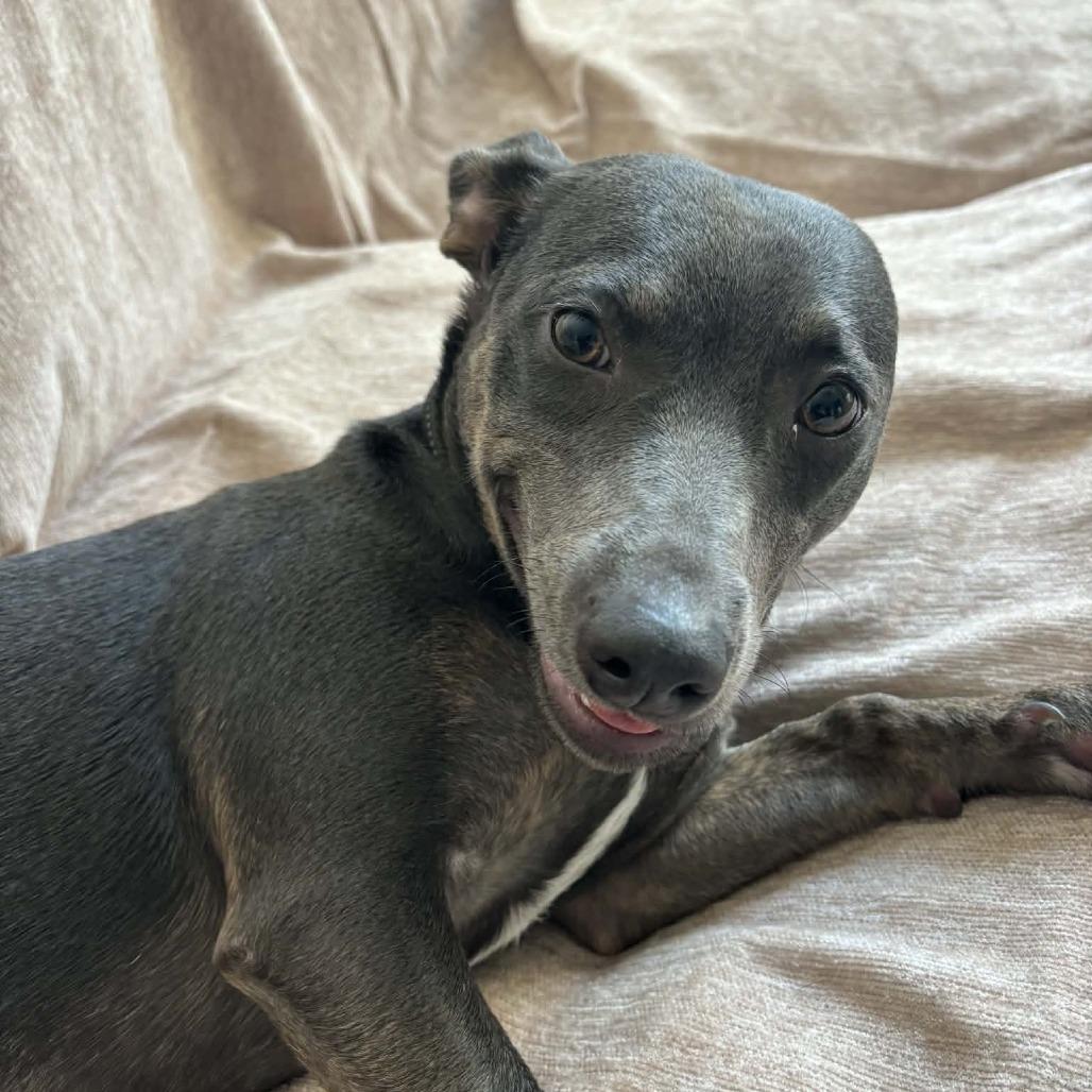 Enlarge *** Zelda, a Adoptable Mixed Breed in Oceanside, CA image 2/6