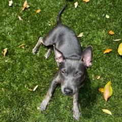 Enlarge *** Zelda, a Adoptable Mixed Breed in Oceanside, CA image 3/6