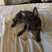 Enlarge *** Zelda, a Adoptable Mixed Breed in Oceanside, CA image 4/6