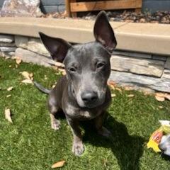 Enlarge *** Zelda, a Adoptable Mixed Breed in Oceanside, CA image 5/6