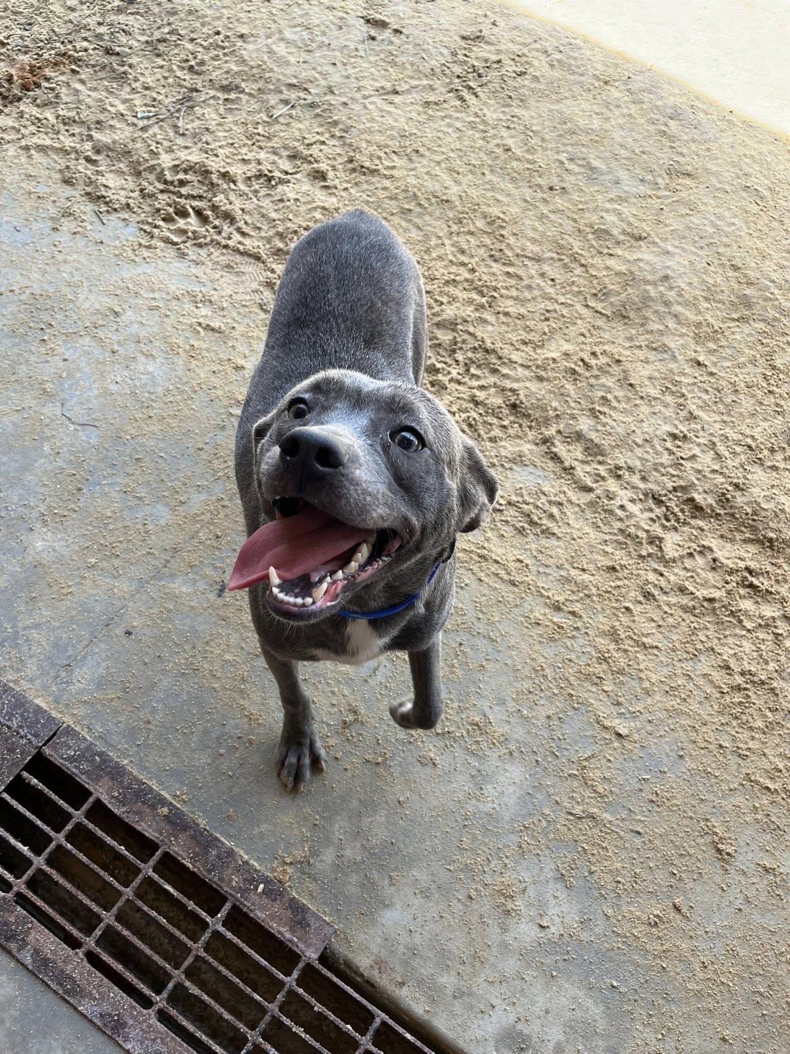 Addie Mae, Adopted, Adult Female Mixed Breed.