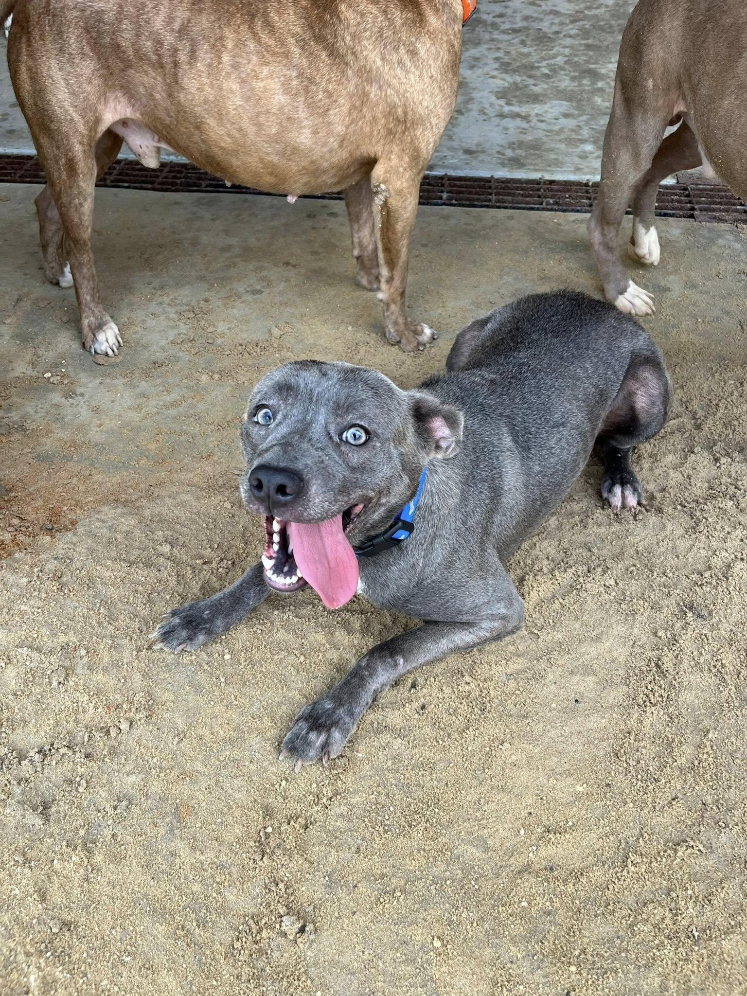 Enlarge Addie Mae, a Adopted mixed breed in Mullins, SC image 3/3
