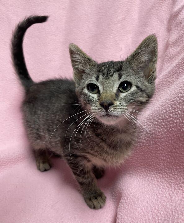 Kya, an adoptable Domestic Short Hair in Jackson, MI image 2/6