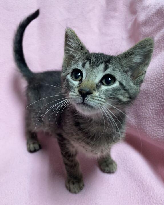 Kya, adoptable, Kitten Female Domestic Short Hair.