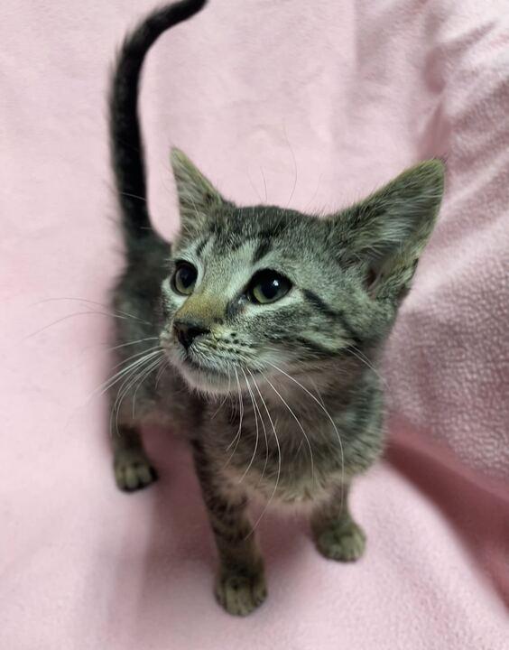 Kya, an adoptable Domestic Short Hair in Jackson, MI image 4/6