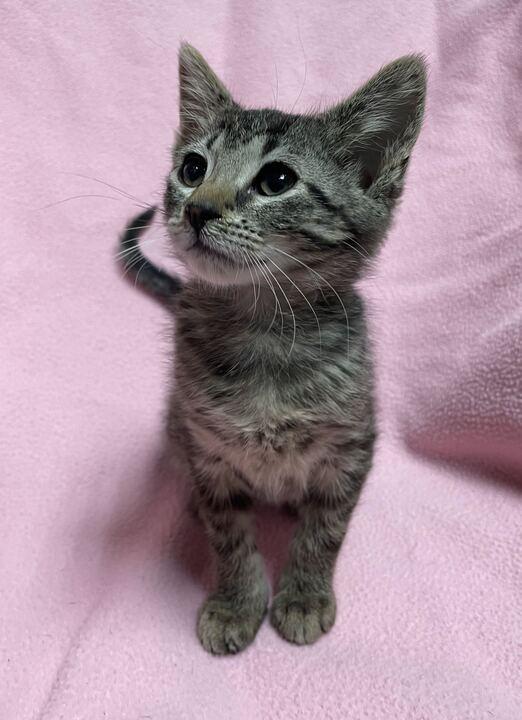 Kya, an adoptable Domestic Short Hair in Jackson, MI image 3/6