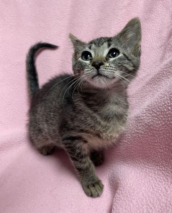 Kya, an adoptable Domestic Short Hair in Jackson, MI image 6/6