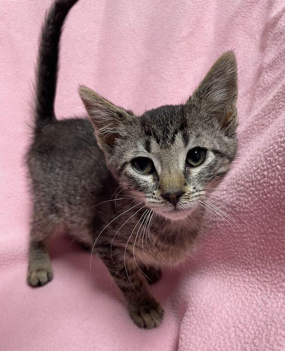 Kya, an adoptable Domestic Short Hair in Jackson, MI image 5/6