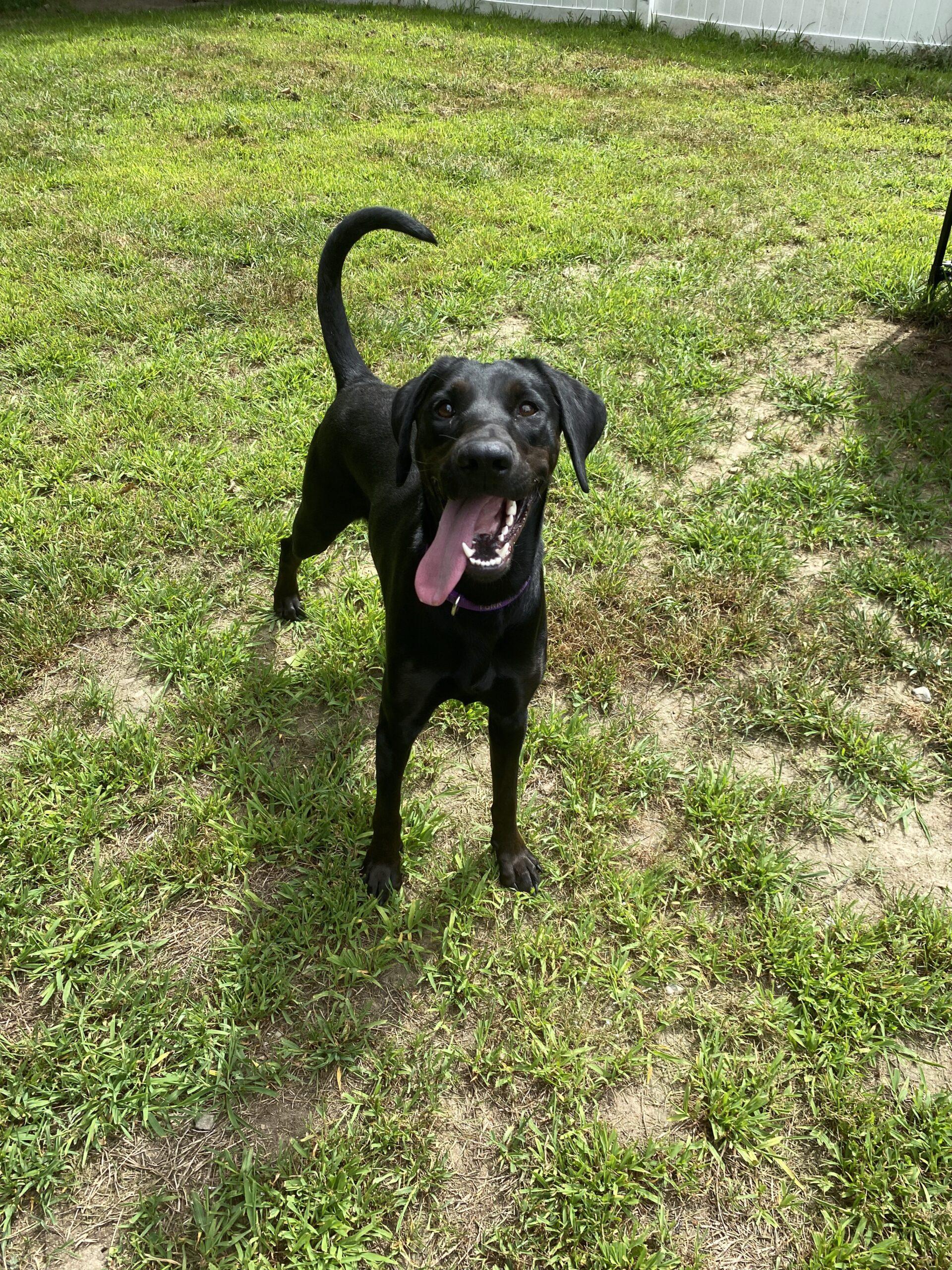 Hiccup, Adopted, Adult Female Labrador Retriever.