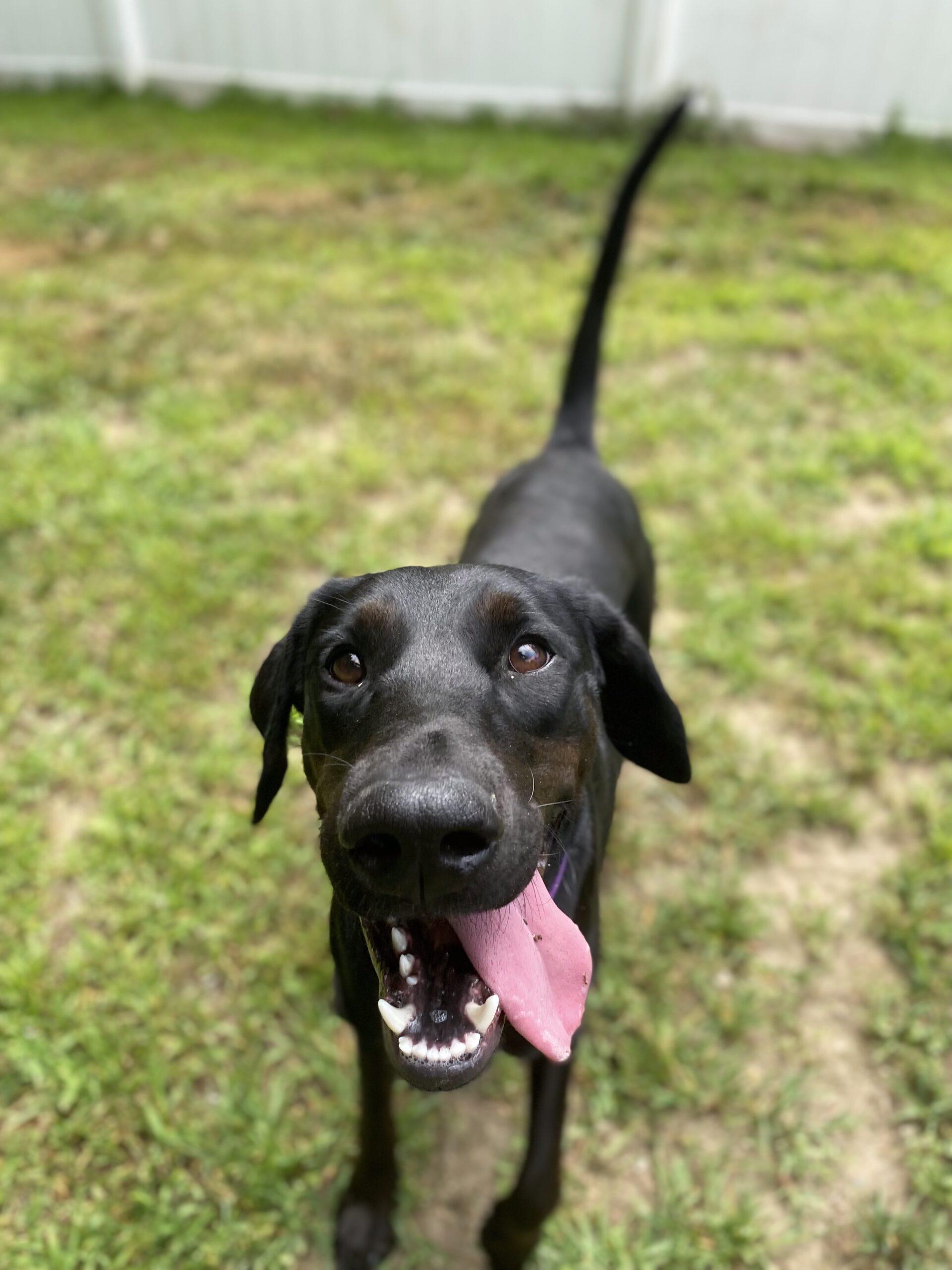 Hiccup, a Adopted mixed breed in Hudson, MA image 2/5