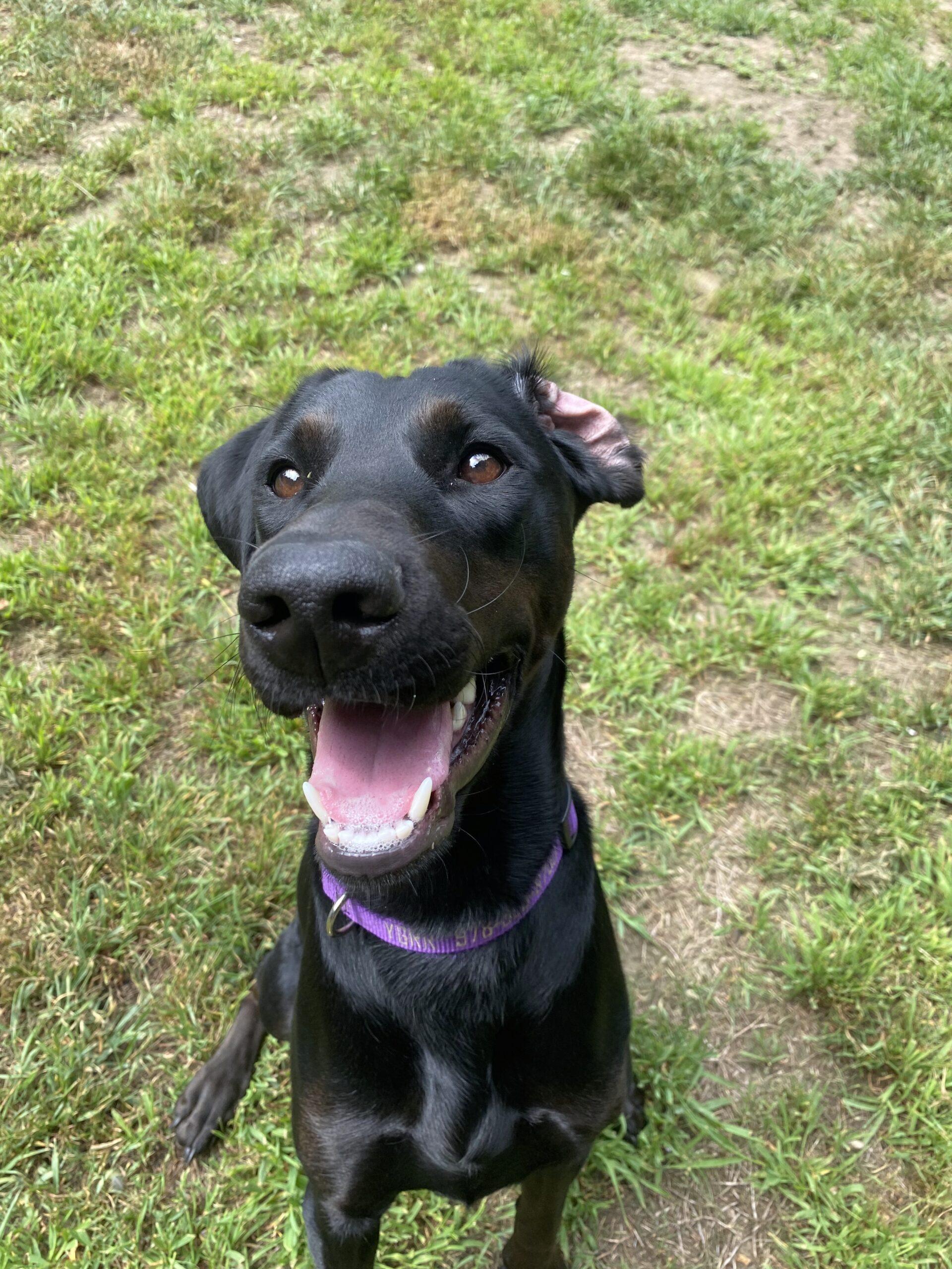 Hiccup, a Adopted mixed breed in Hudson, MA image 3/5