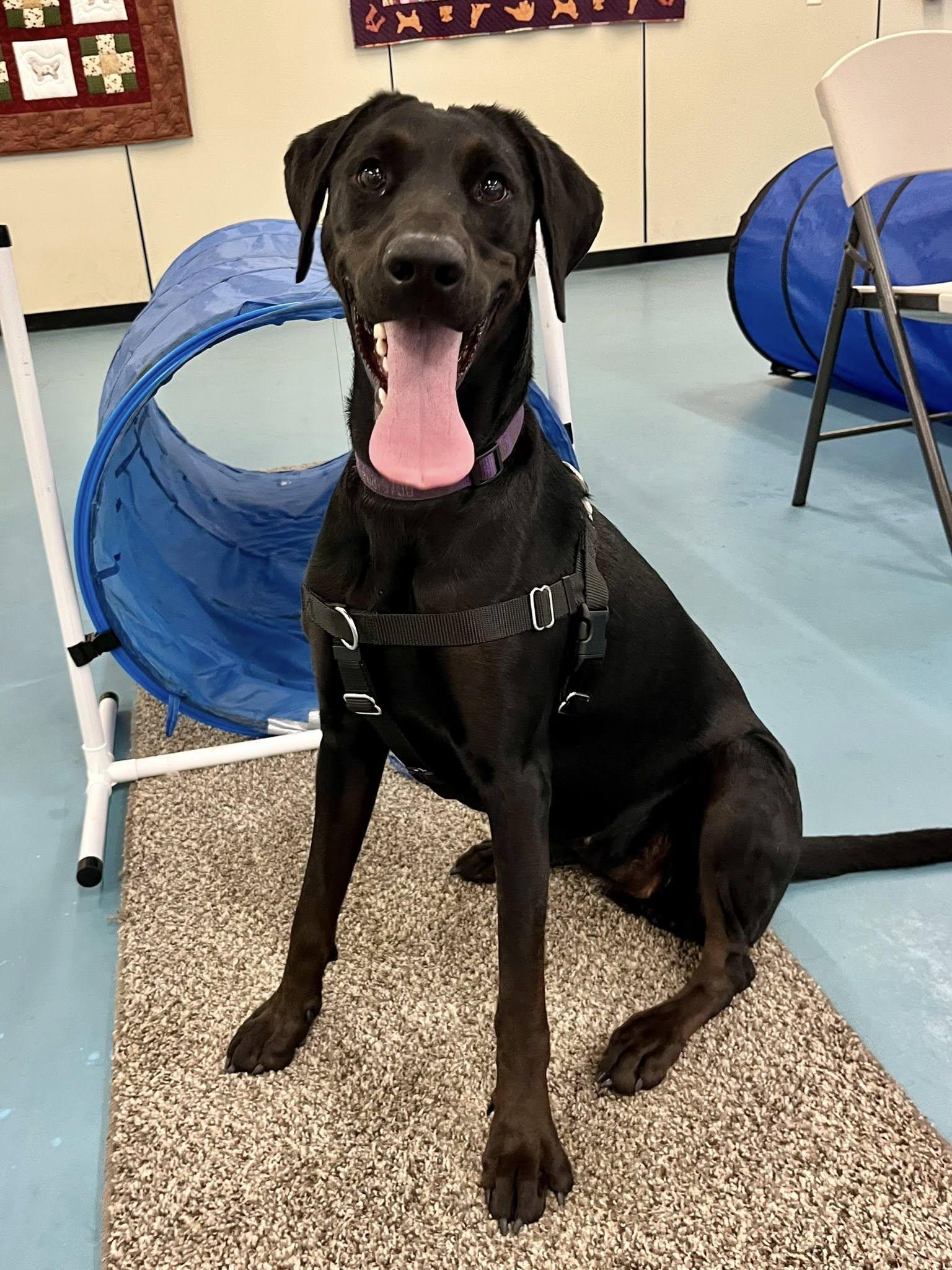 Hiccup, a Adopted mixed breed in Hudson, MA image 4/5