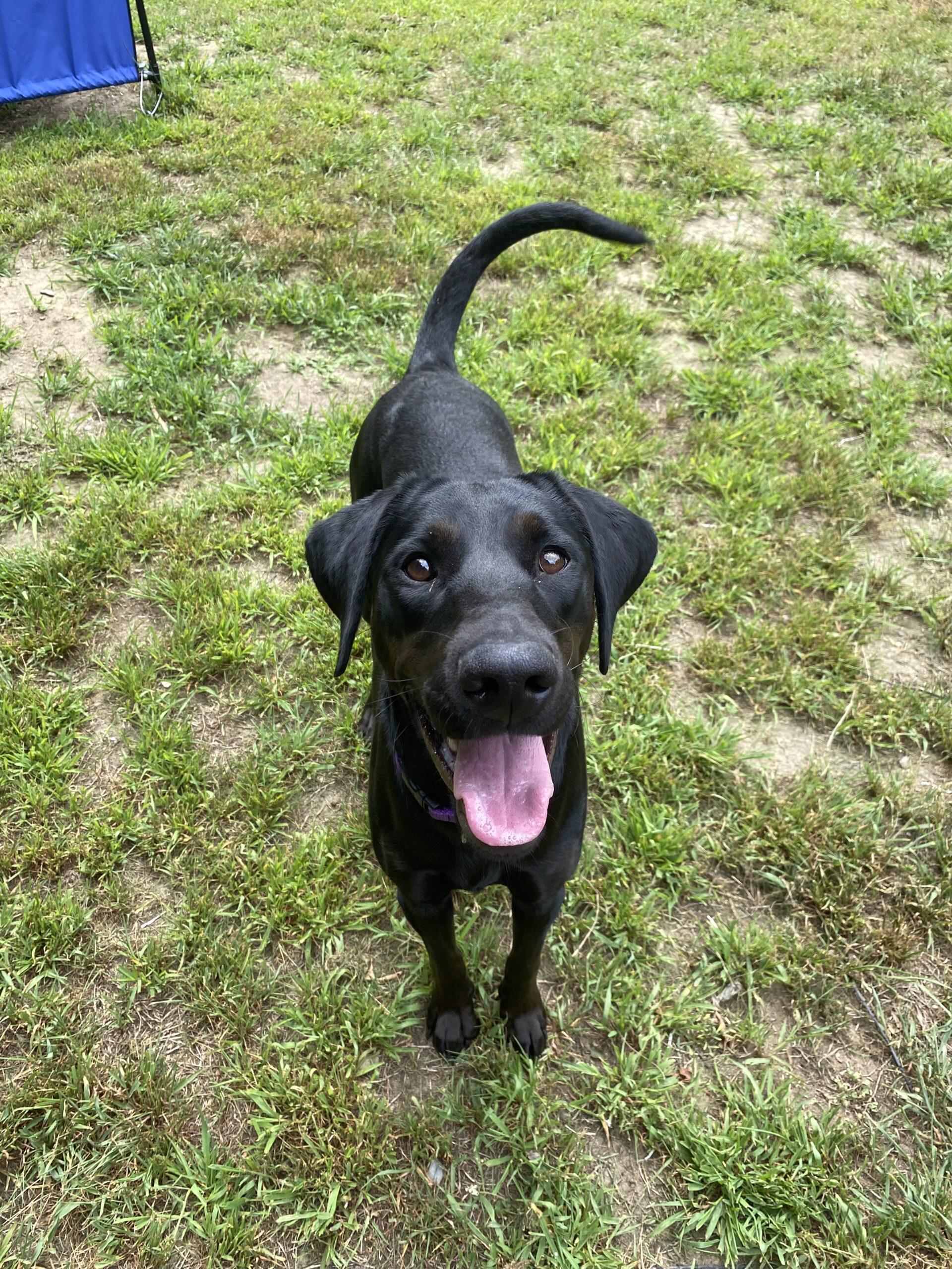 Hiccup, a Adopted mixed breed in Hudson, MA image 5/5