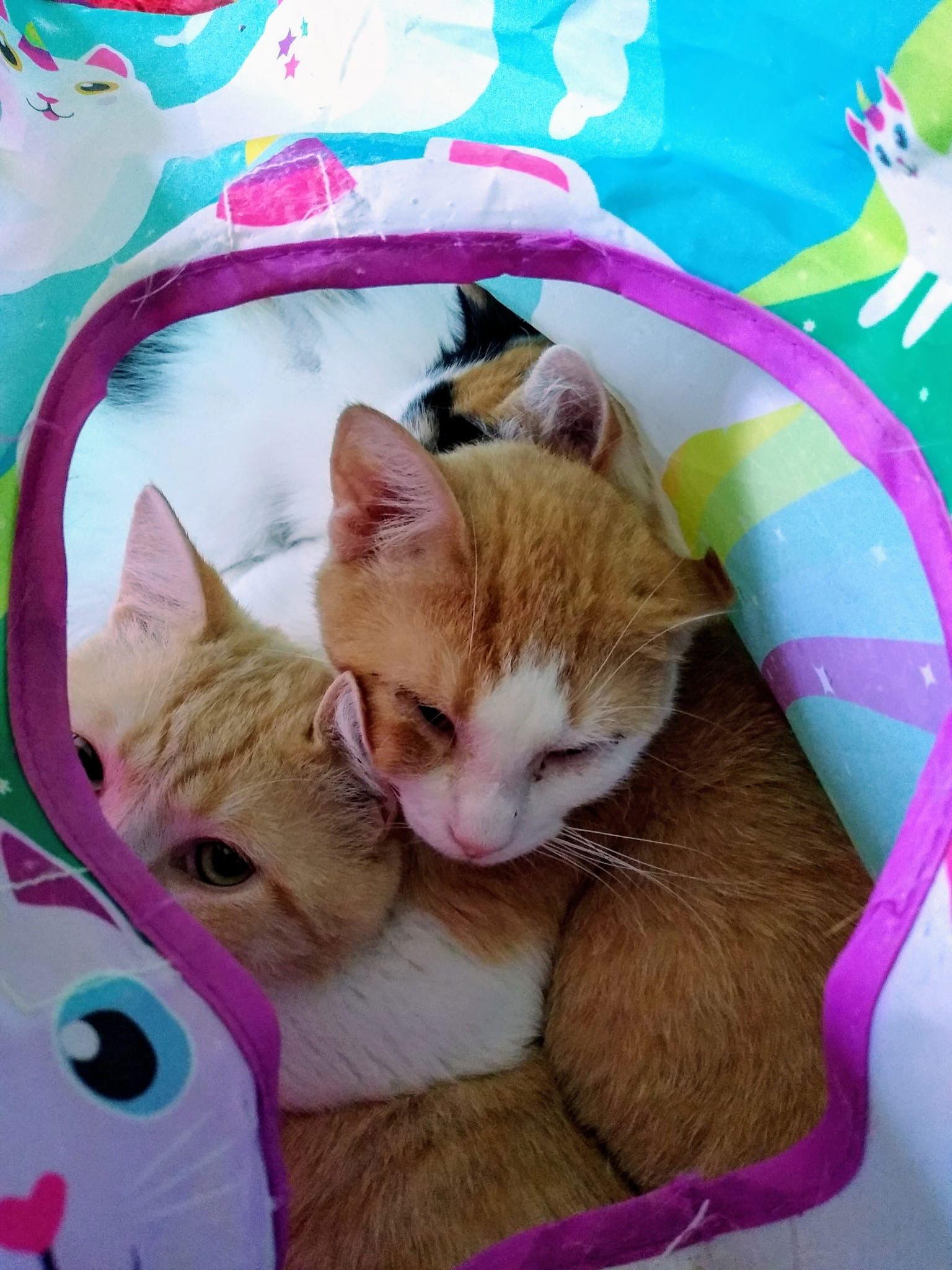 Tucker, a Adoptable Domestic Short Hair in Markham, ON image 2/3