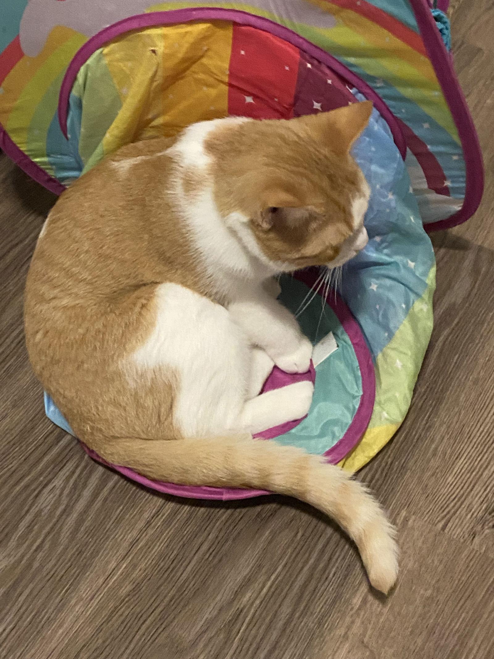 Tucker, a Adoptable Domestic Short Hair in Markham, ON image 3/3