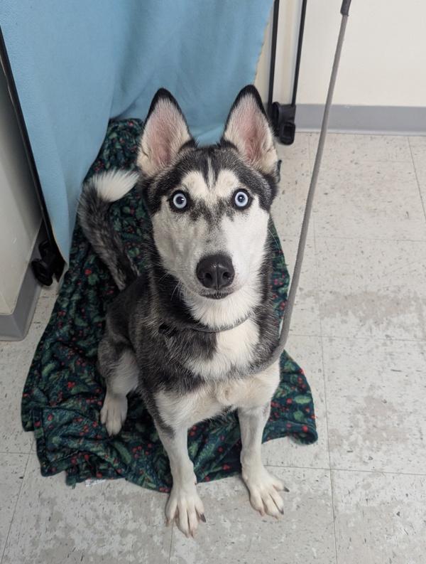 Lia, Adoptable, Young Female Siberian Husky.