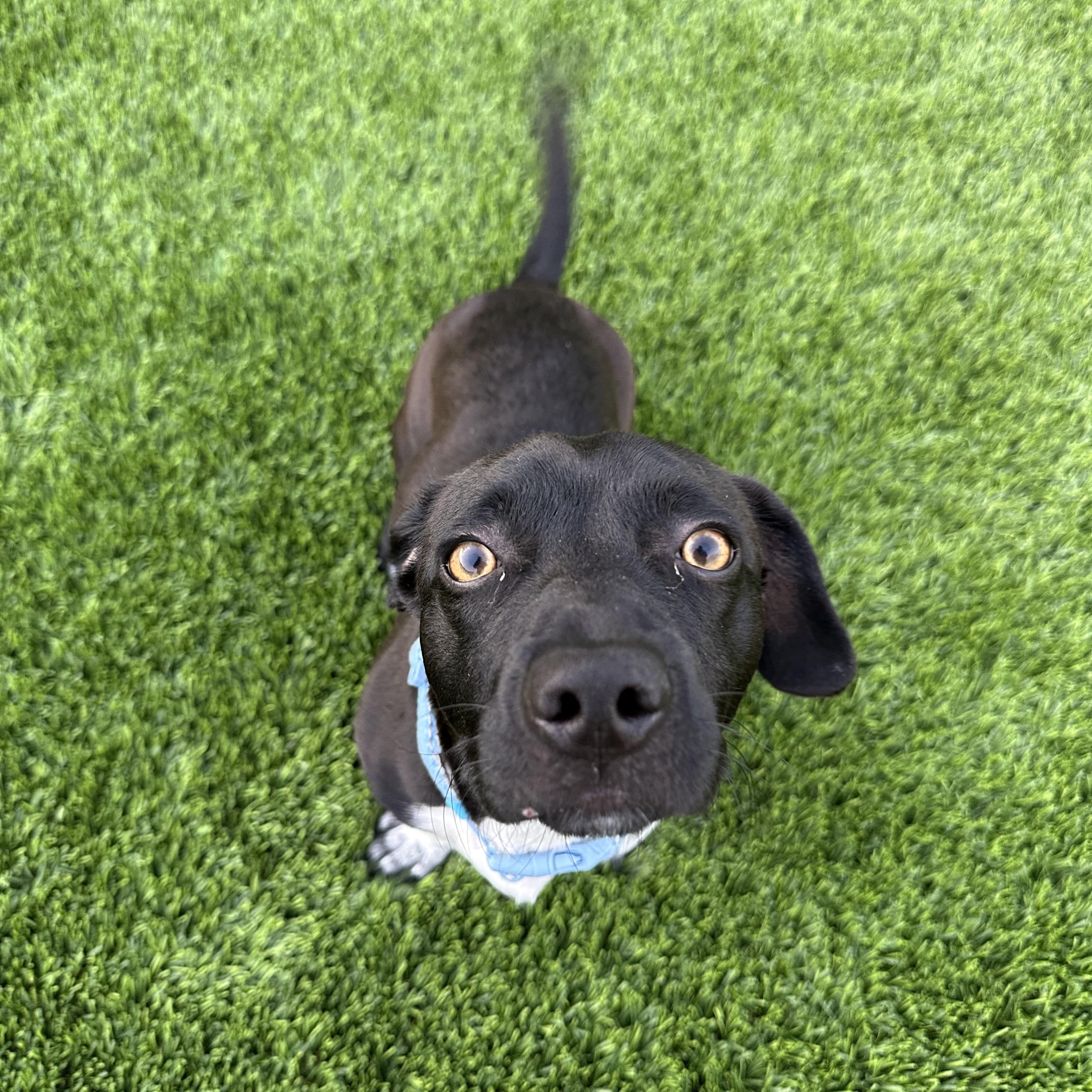 Enlarge Noah, an adopted Dachshund in Sun Valley, CA image 1/6