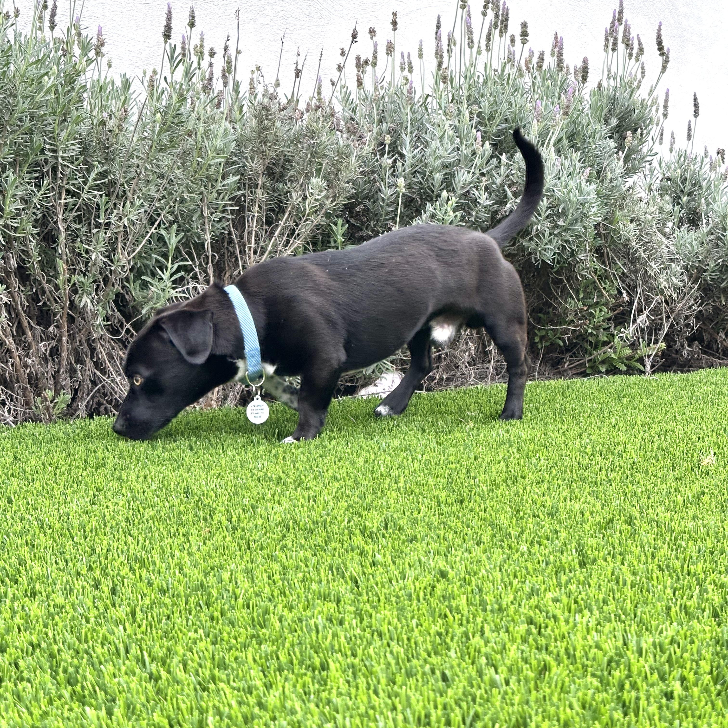 Enlarge Noah, an adopted Dachshund in Sun Valley, CA image 6/6