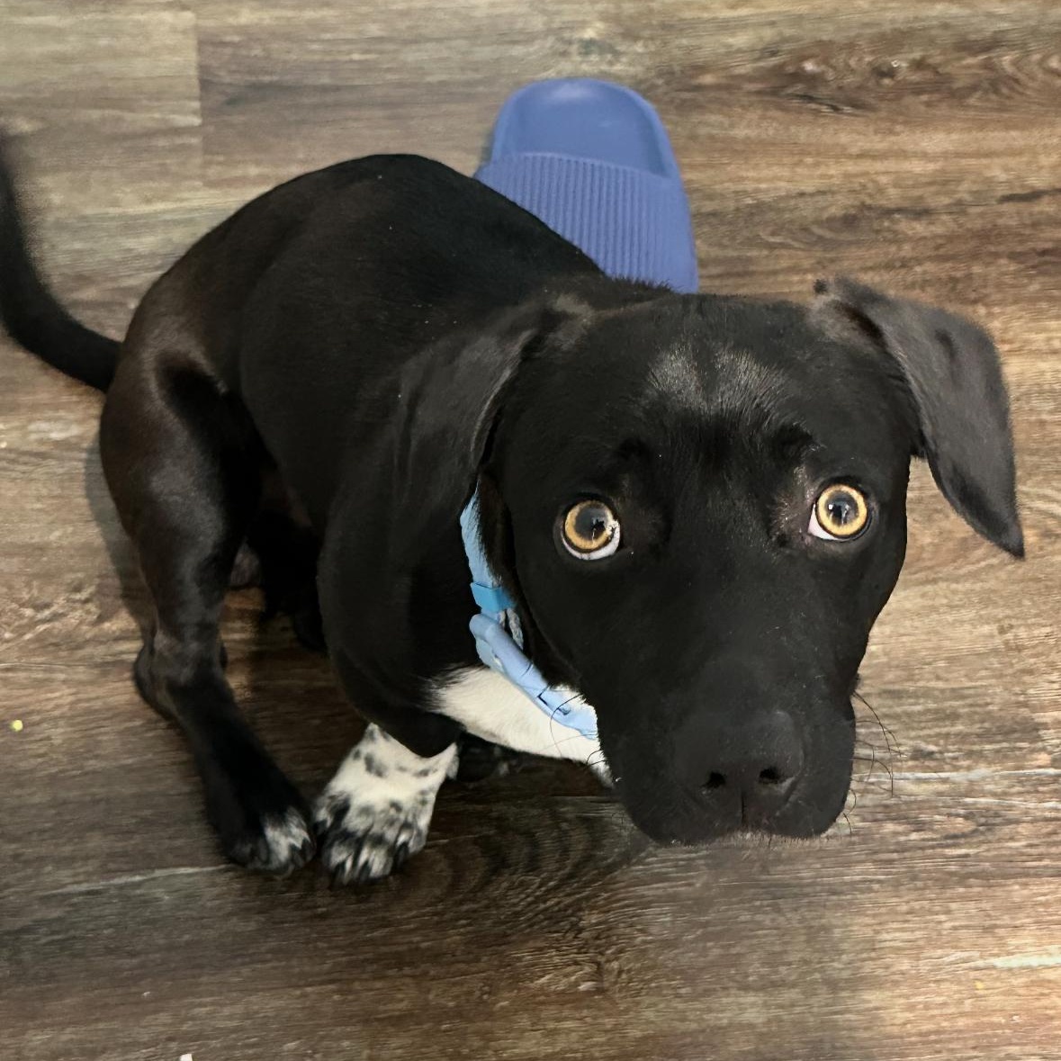 Enlarge Noah, an adopted Dachshund in Sun Valley, CA image 3/6