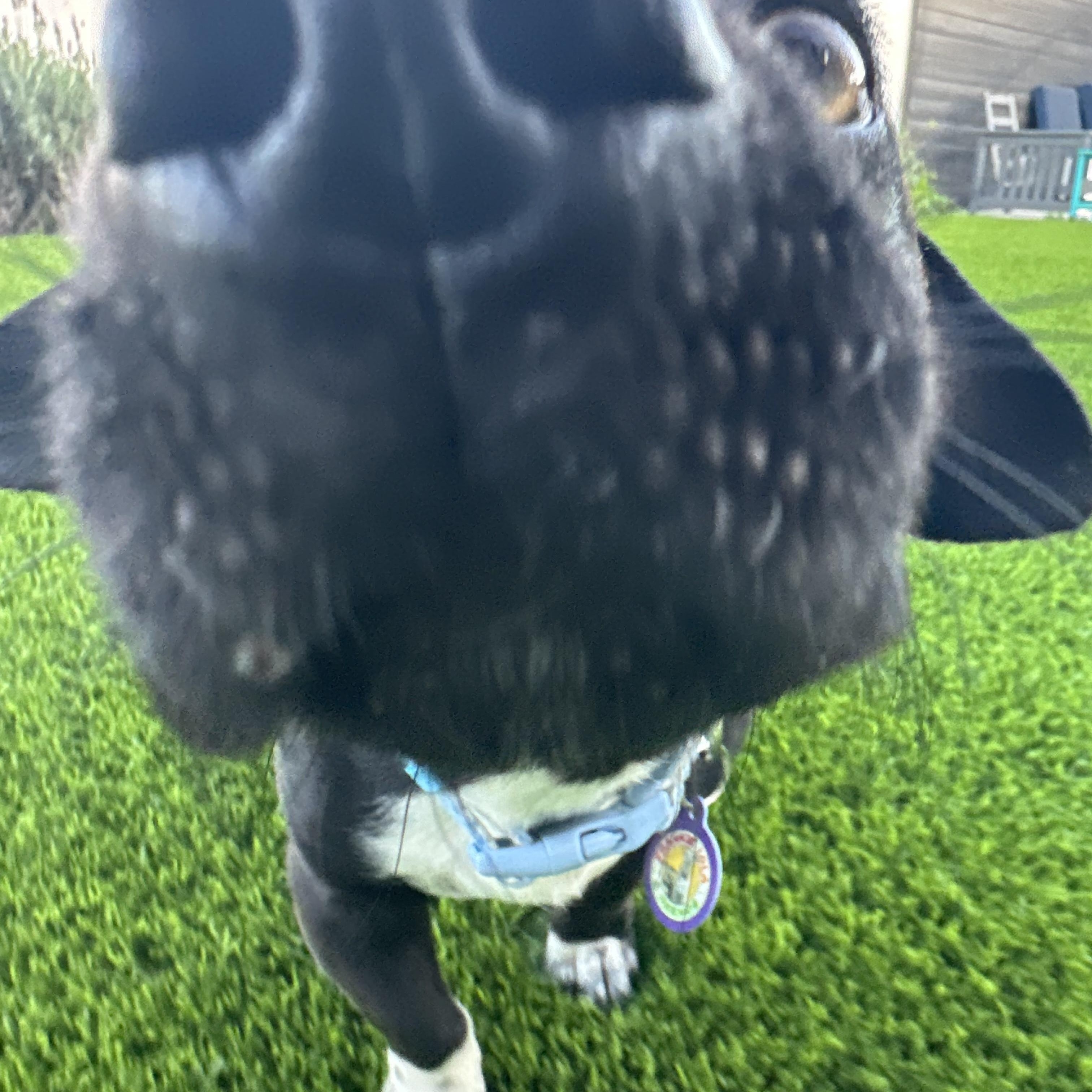 Enlarge Noah, an adopted Dachshund in Sun Valley, CA image 4/6