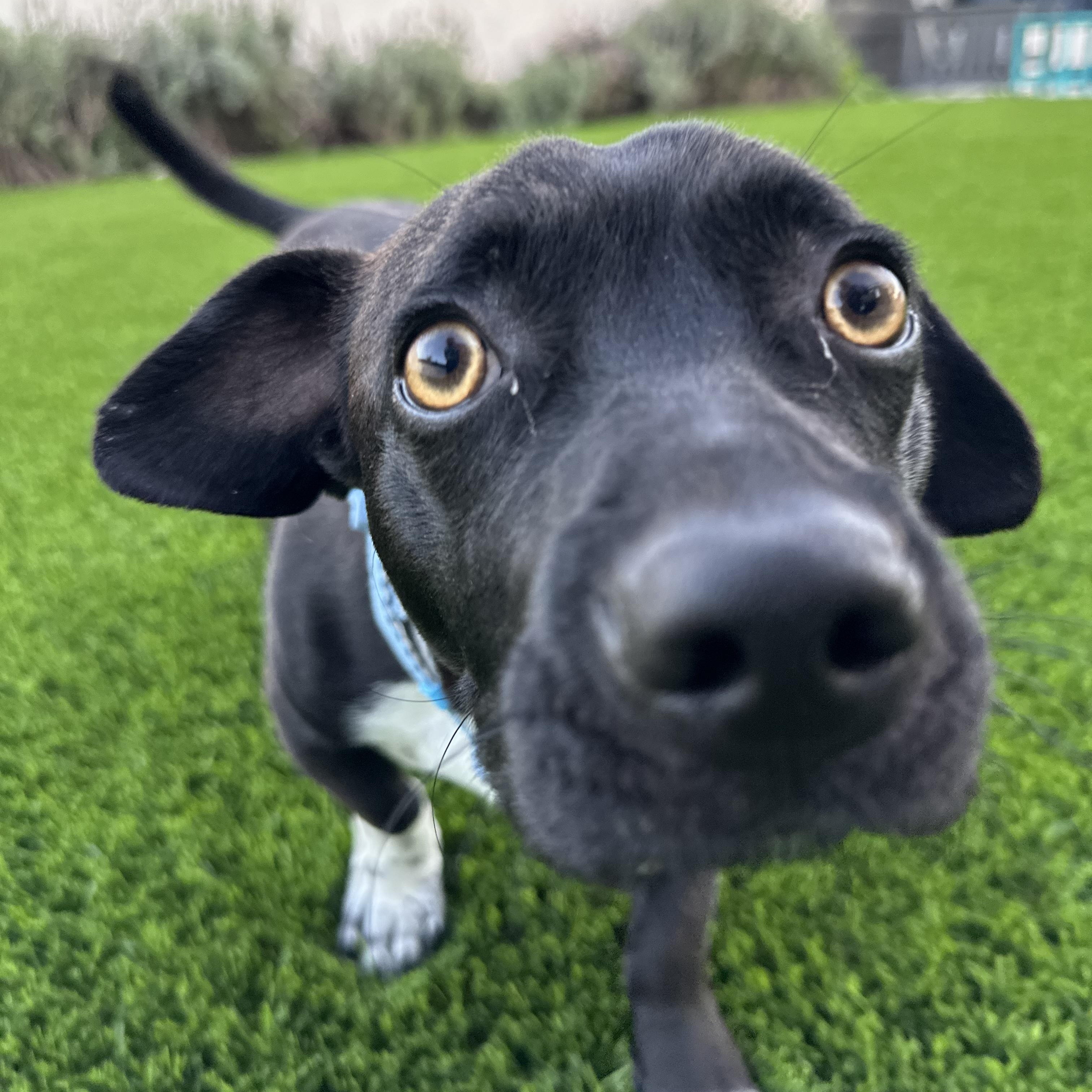 Enlarge Noah, an adopted Dachshund in Sun Valley, CA image 2/6