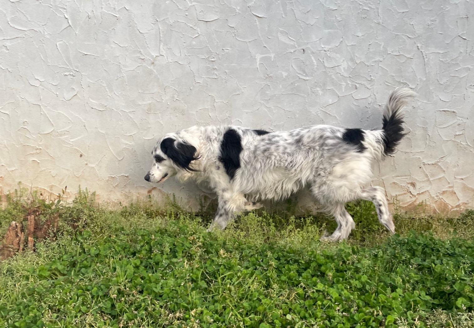 Enlarge Mattie, an adopted mixed breed in Sautee Nacoochee, GA image 3/4