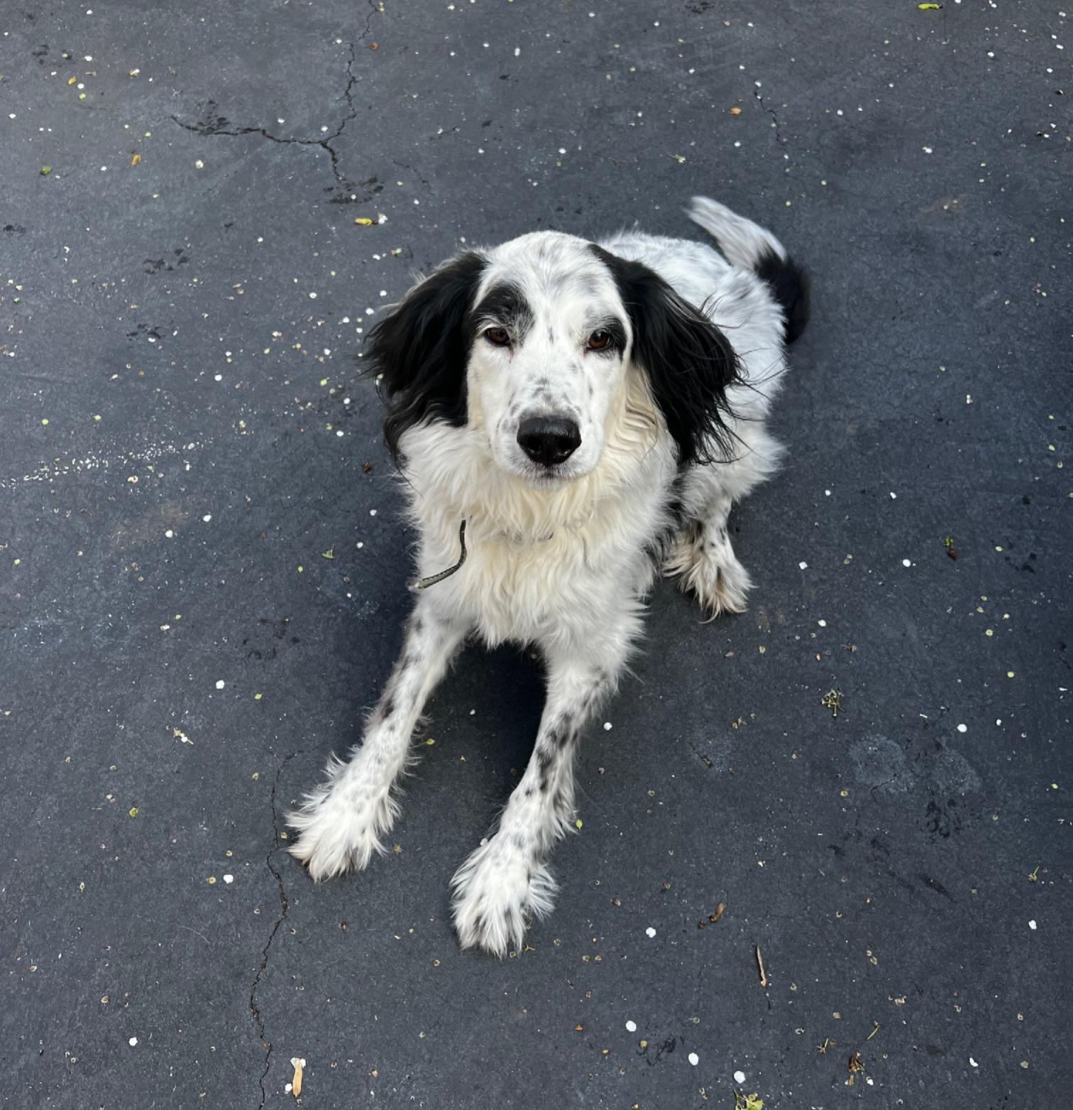 Enlarge Mattie, an adopted mixed breed in Sautee Nacoochee, GA image 2/4