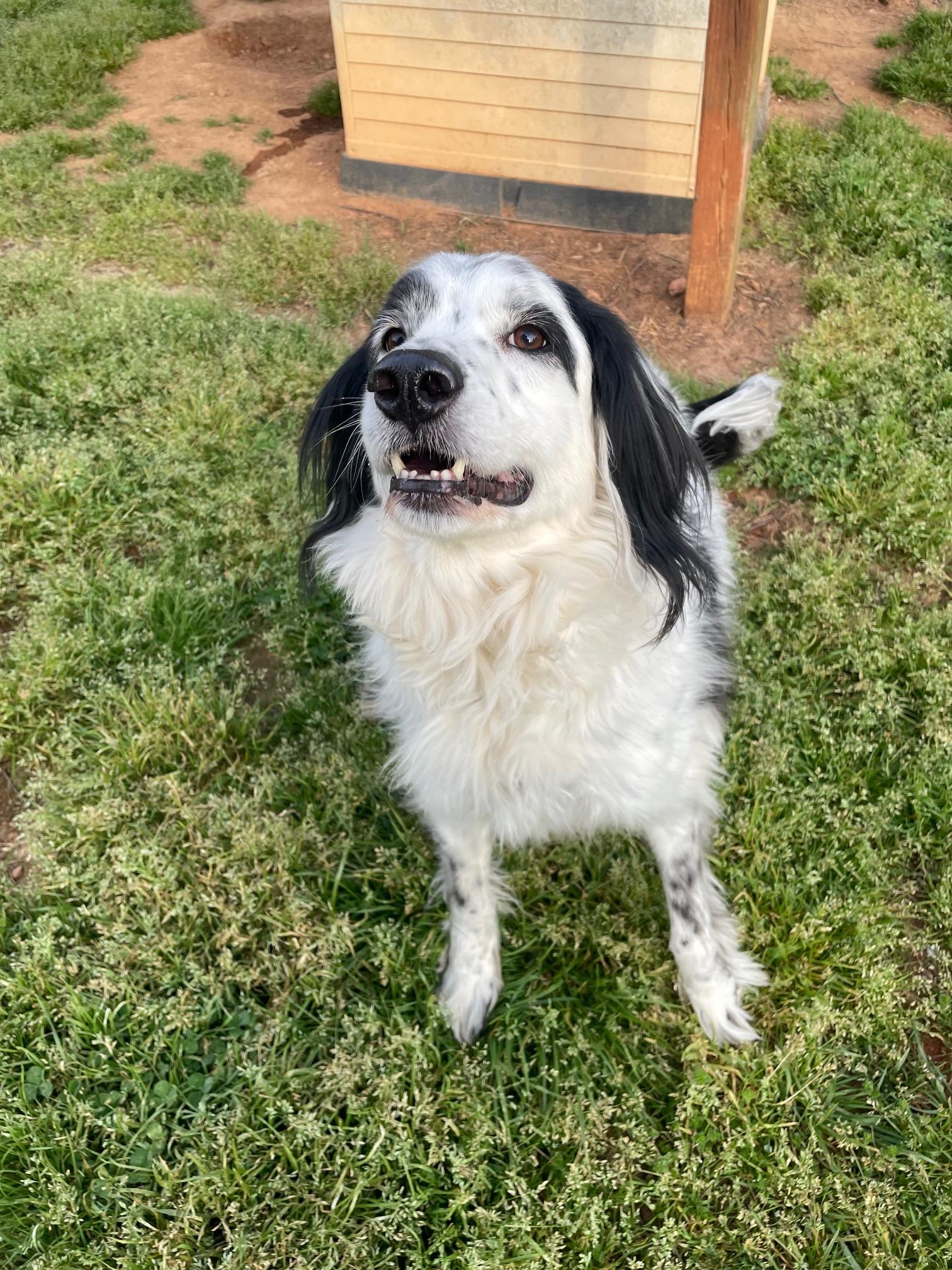 Enlarge Mattie, an adopted mixed breed in Sautee Nacoochee, GA image 4/4