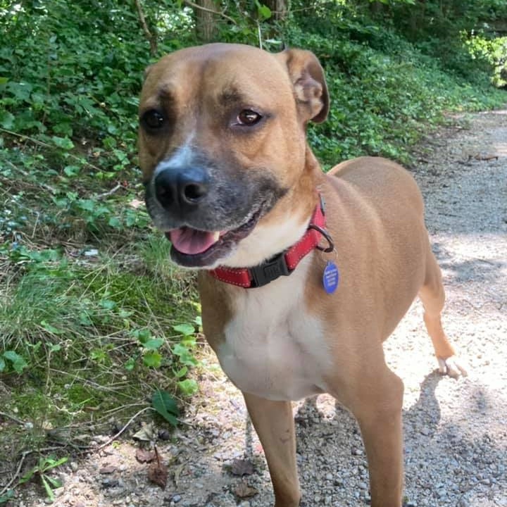 Enlarge Roscoe, a Adoptable mixed breed in Roswell, GA image 5/6
