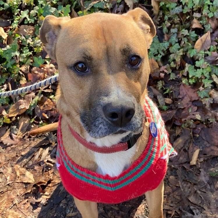 Enlarge Roscoe, a Adoptable mixed breed in Roswell, GA image 1/3