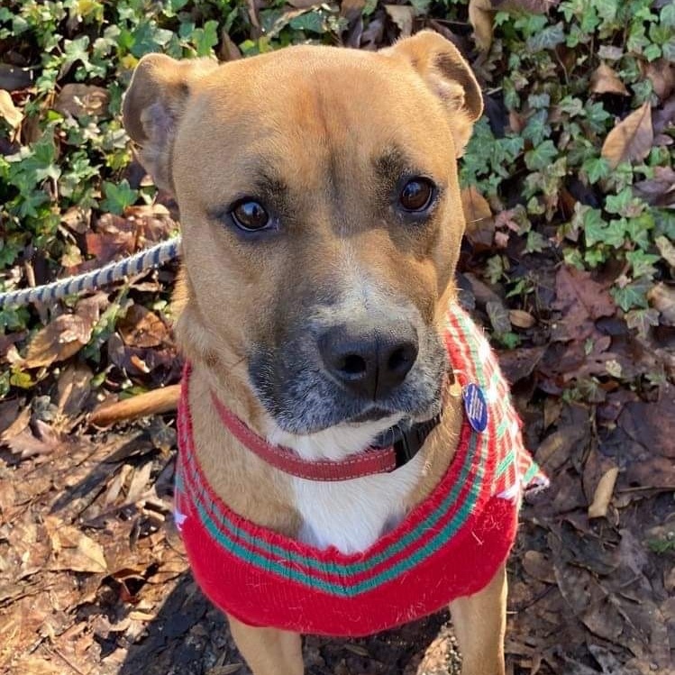 Enlarge Roscoe, a Adoptable mixed breed in Roswell, GA image 3/6