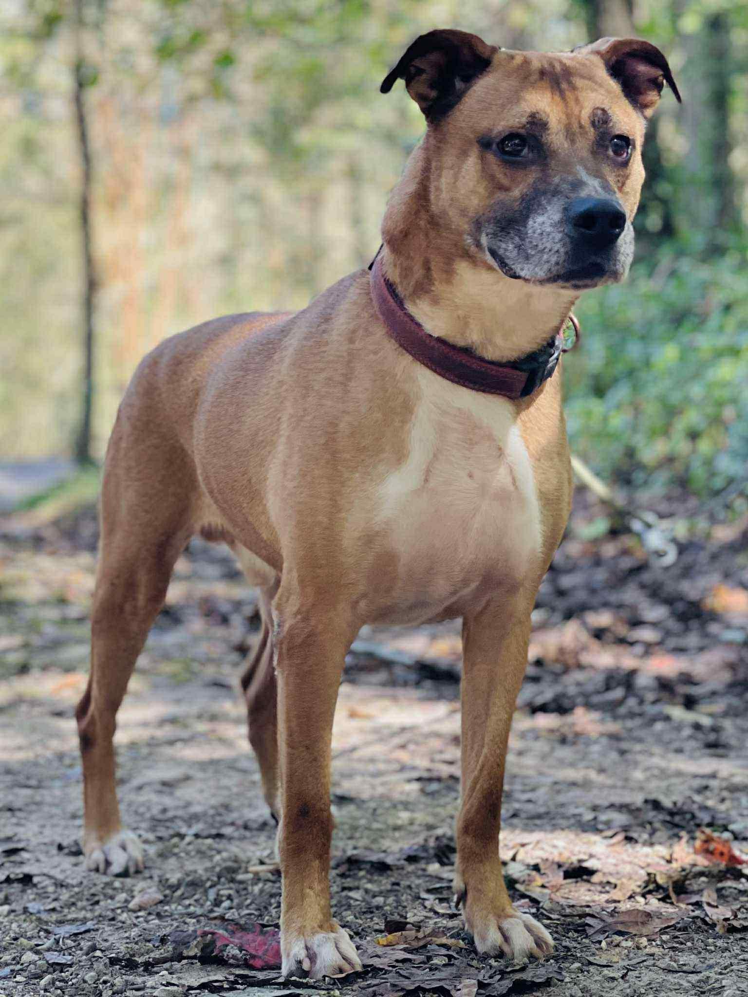 Enlarge Roscoe, a Adoptable mixed breed in Roswell, GA image 4/6