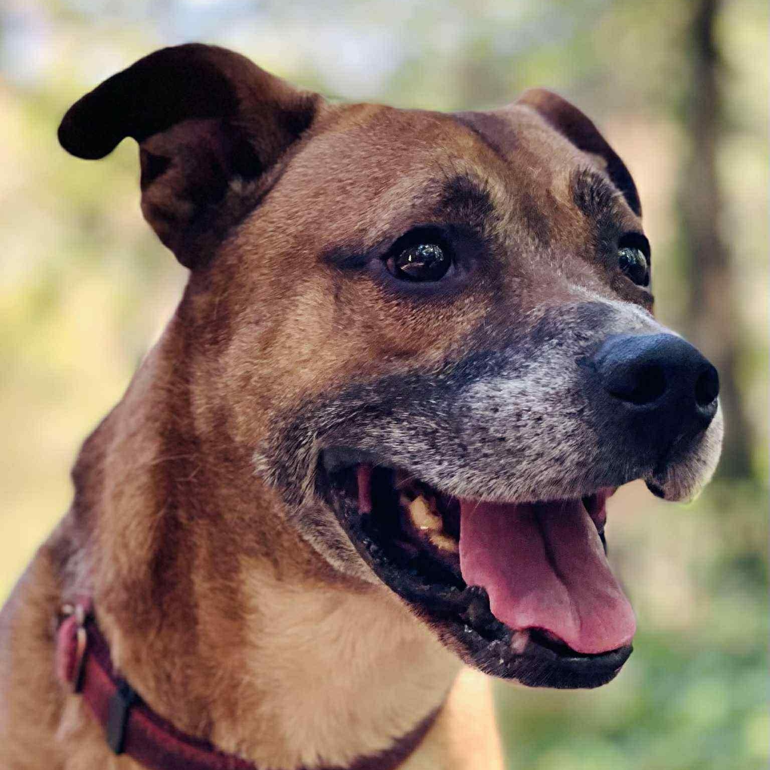 Enlarge Roscoe, a Adoptable mixed breed in Roswell, GA image 2/3