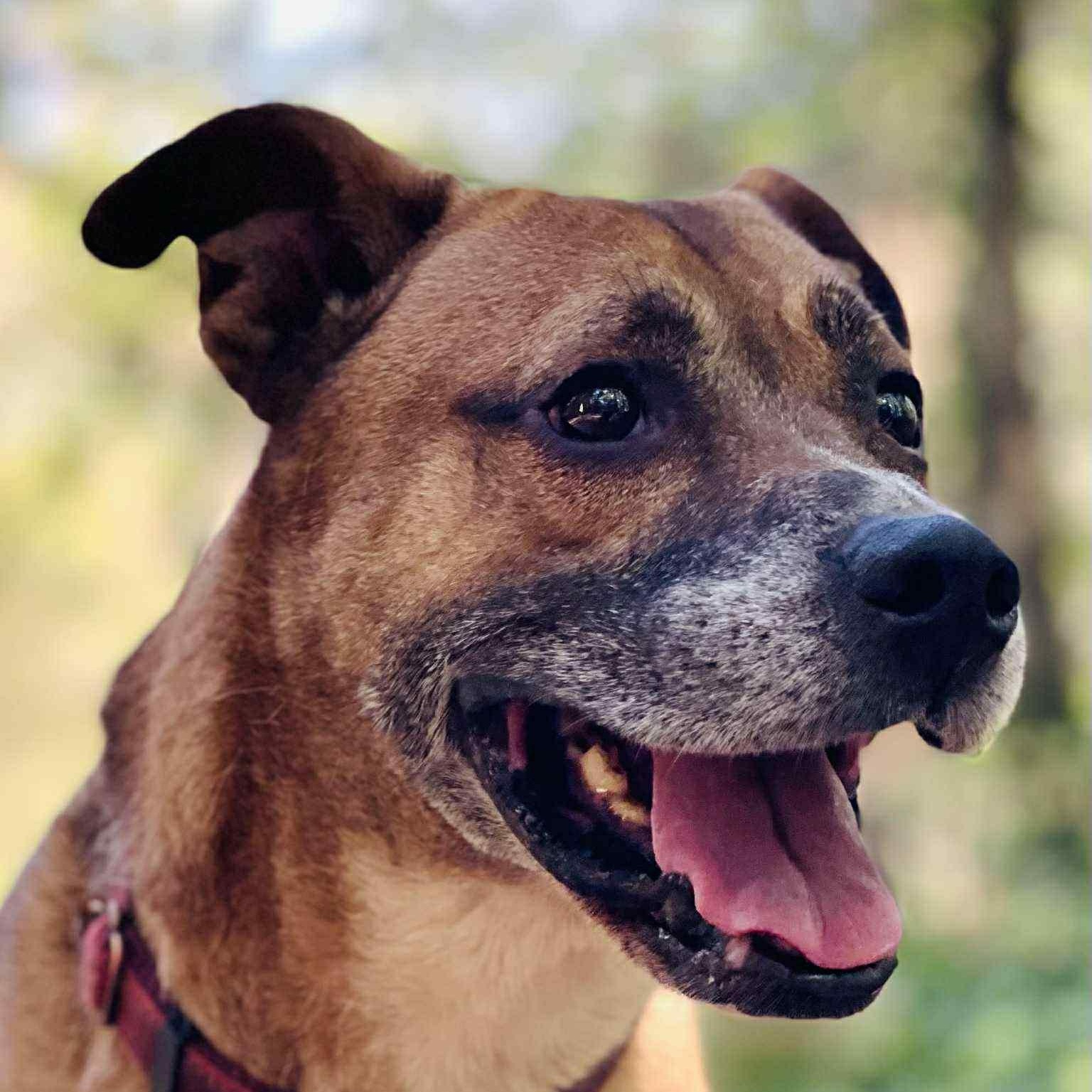 Roscoe, Adoptable, Senior Male Boxer & Shepherd.