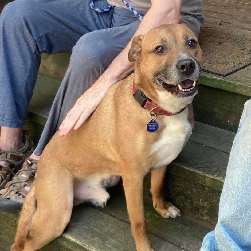 Enlarge Roscoe, a Adoptable mixed breed in Roswell, GA image 6/6