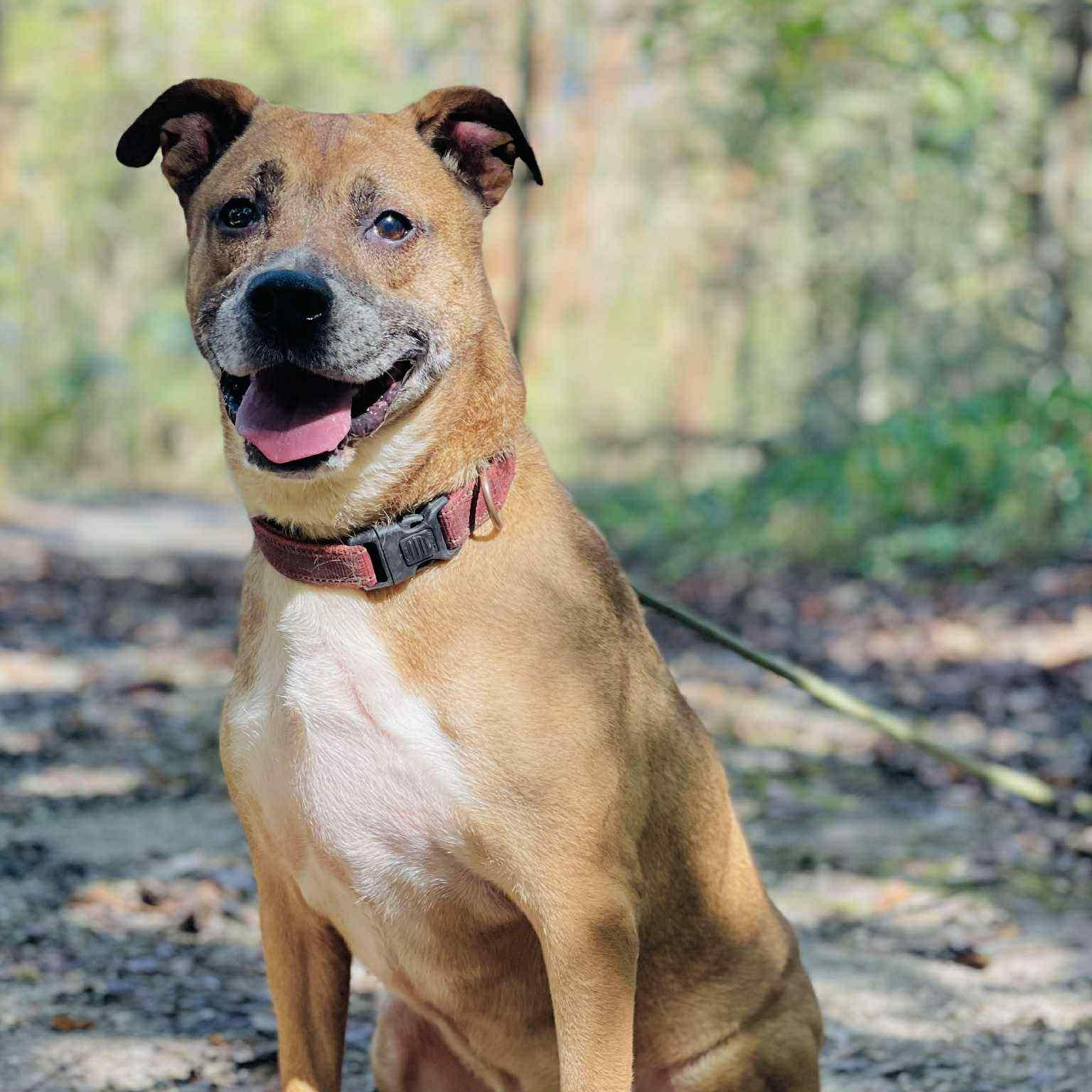 Enlarge Roscoe, a Adoptable mixed breed in Roswell, GA image 2/6