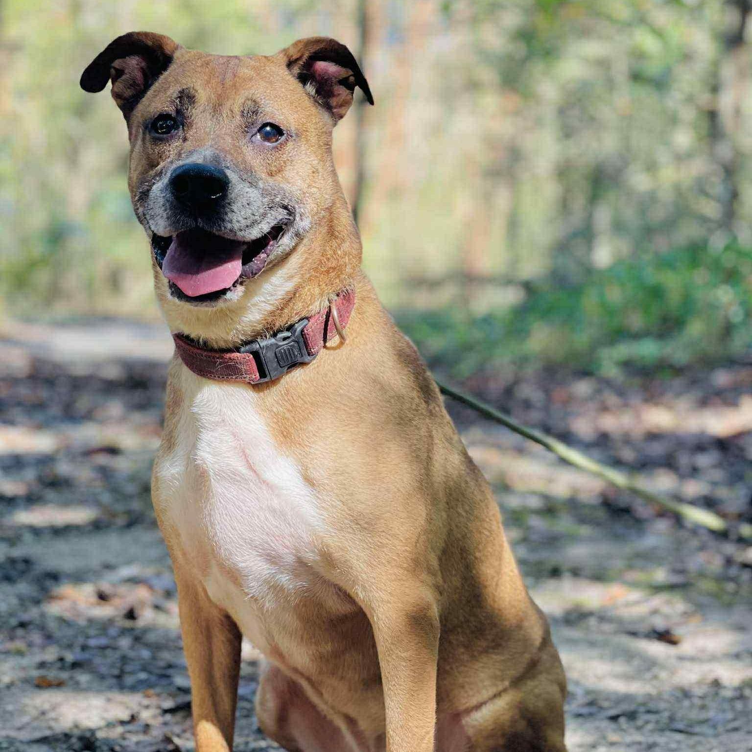 Enlarge Roscoe, a Adoptable mixed breed in Roswell, GA image 3/3