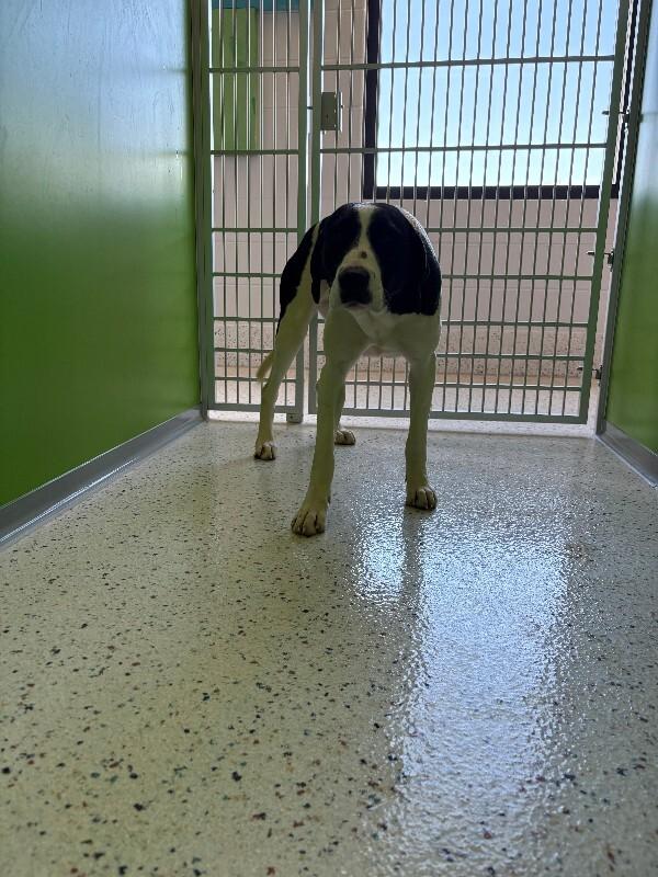 Enlarge Darla, a Adoptable Great Dane in Providence Forge, VA image 1/1