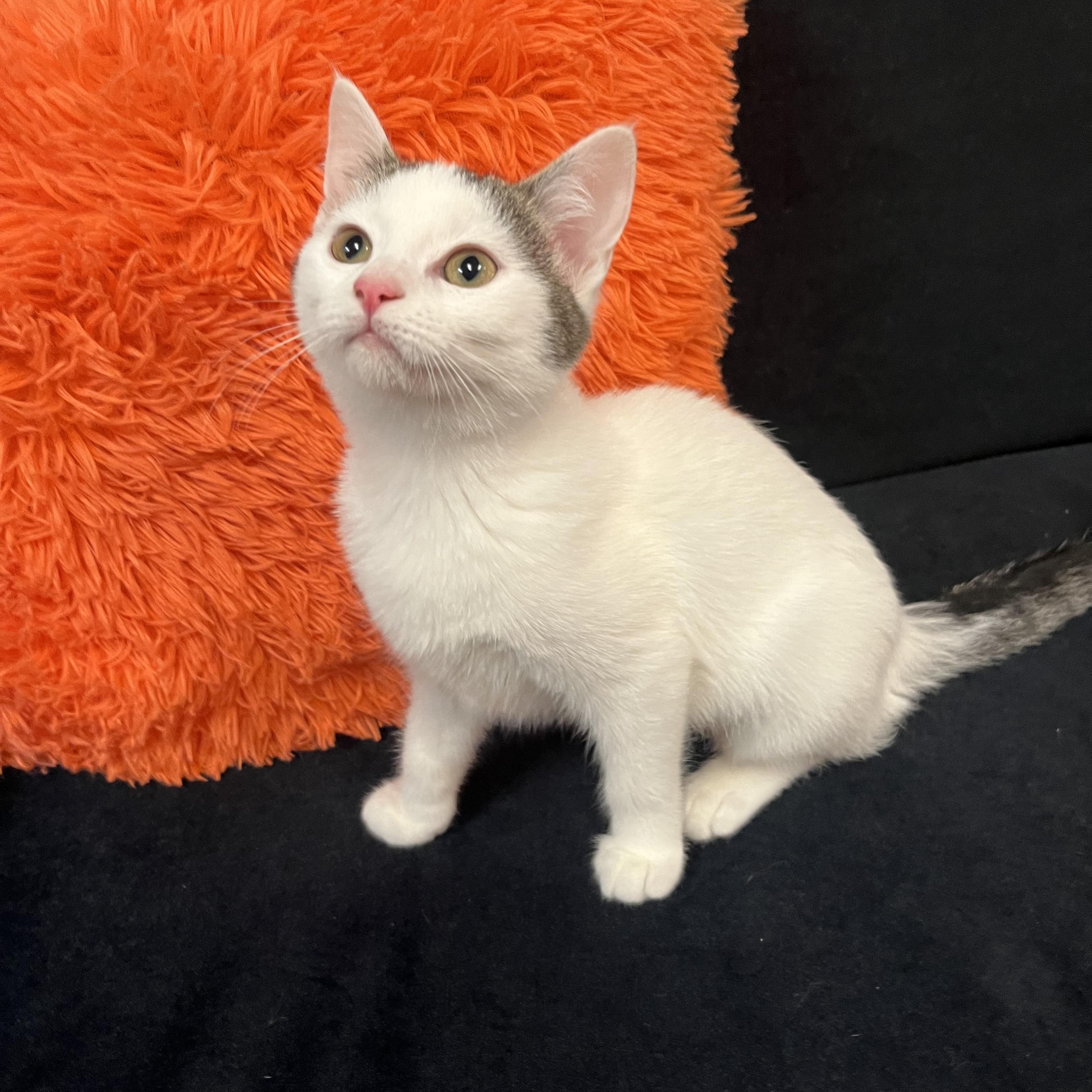 Maple, Baby Female Domestic Short Hair