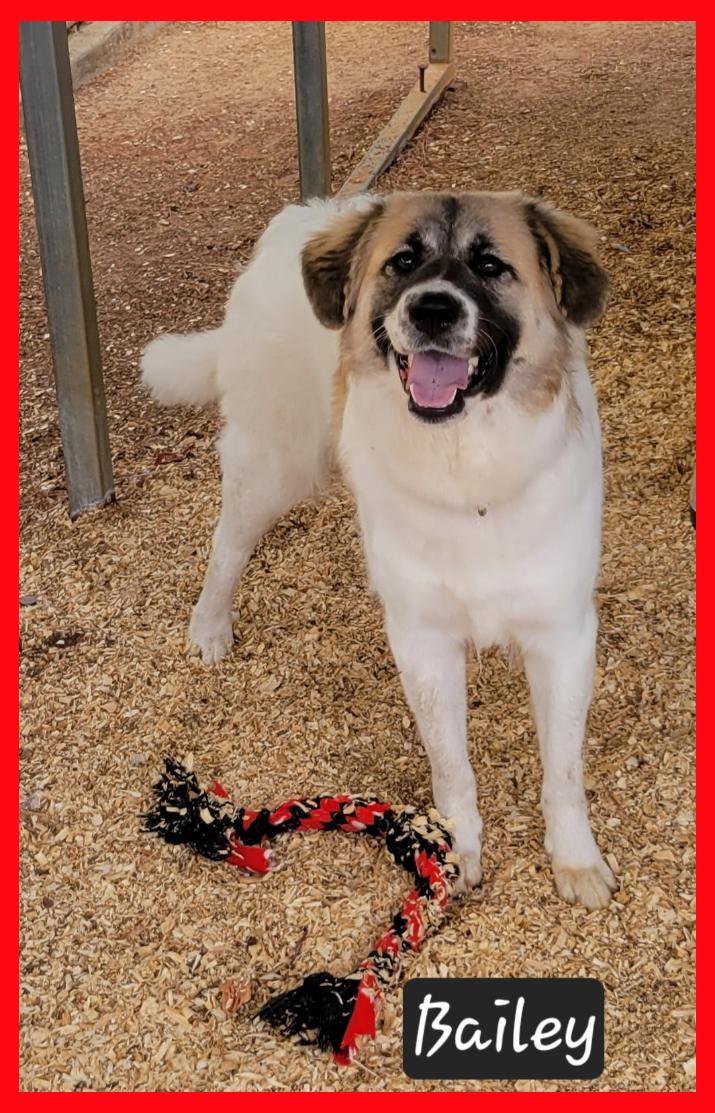 Enlarge Bailey, a Adoptable mixed breed in Granbury, TX image 2/2