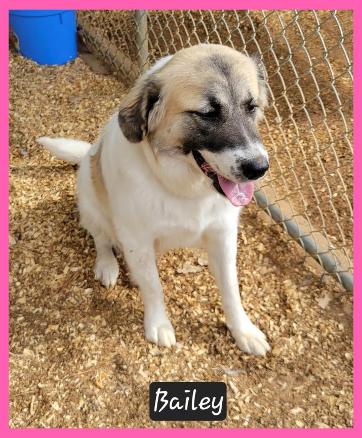 Bailey, Adoptable, Young Female Great Pyrenees & Anatolian Shepherd.