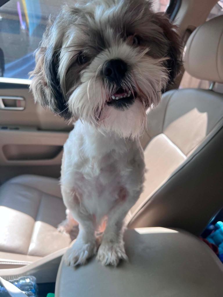 Enlarge Bosa Benito, a Adopted Shih Tzu in CONROE, TX image 1/5