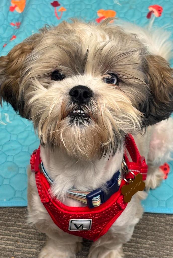 Enlarge Bosa Benito, a Adopted Shih Tzu in CONROE, TX image 2/5