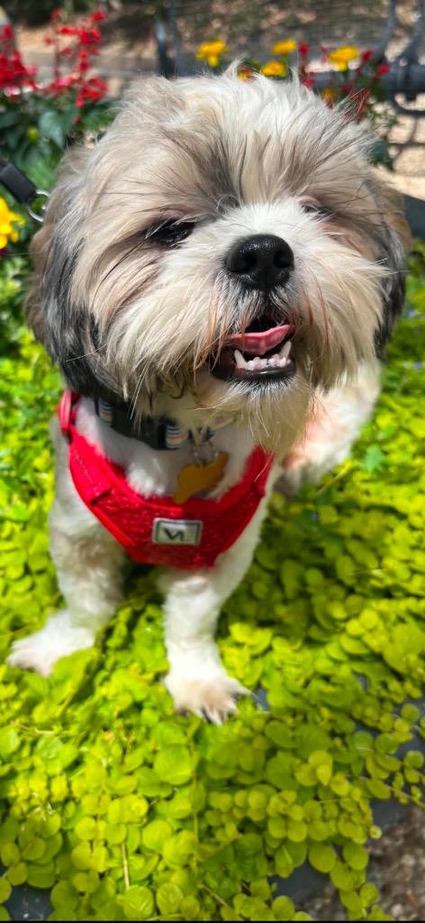Enlarge Bosa Benito, a Adopted Shih Tzu in CONROE, TX image 3/5