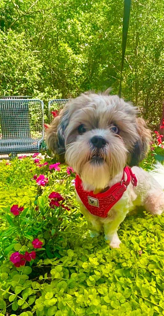 Enlarge Bosa Benito, a Adopted Shih Tzu in CONROE, TX image 4/5