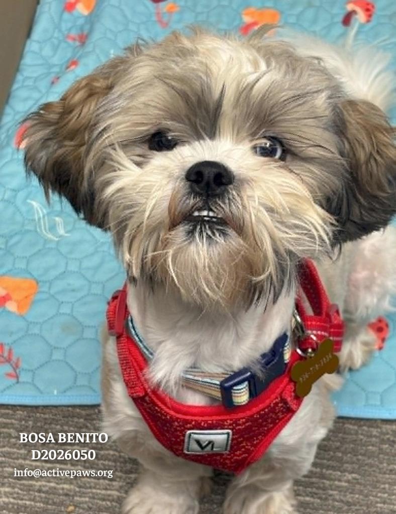 Enlarge Bosa Benito, a Adopted Shih Tzu in CONROE, TX image 5/5