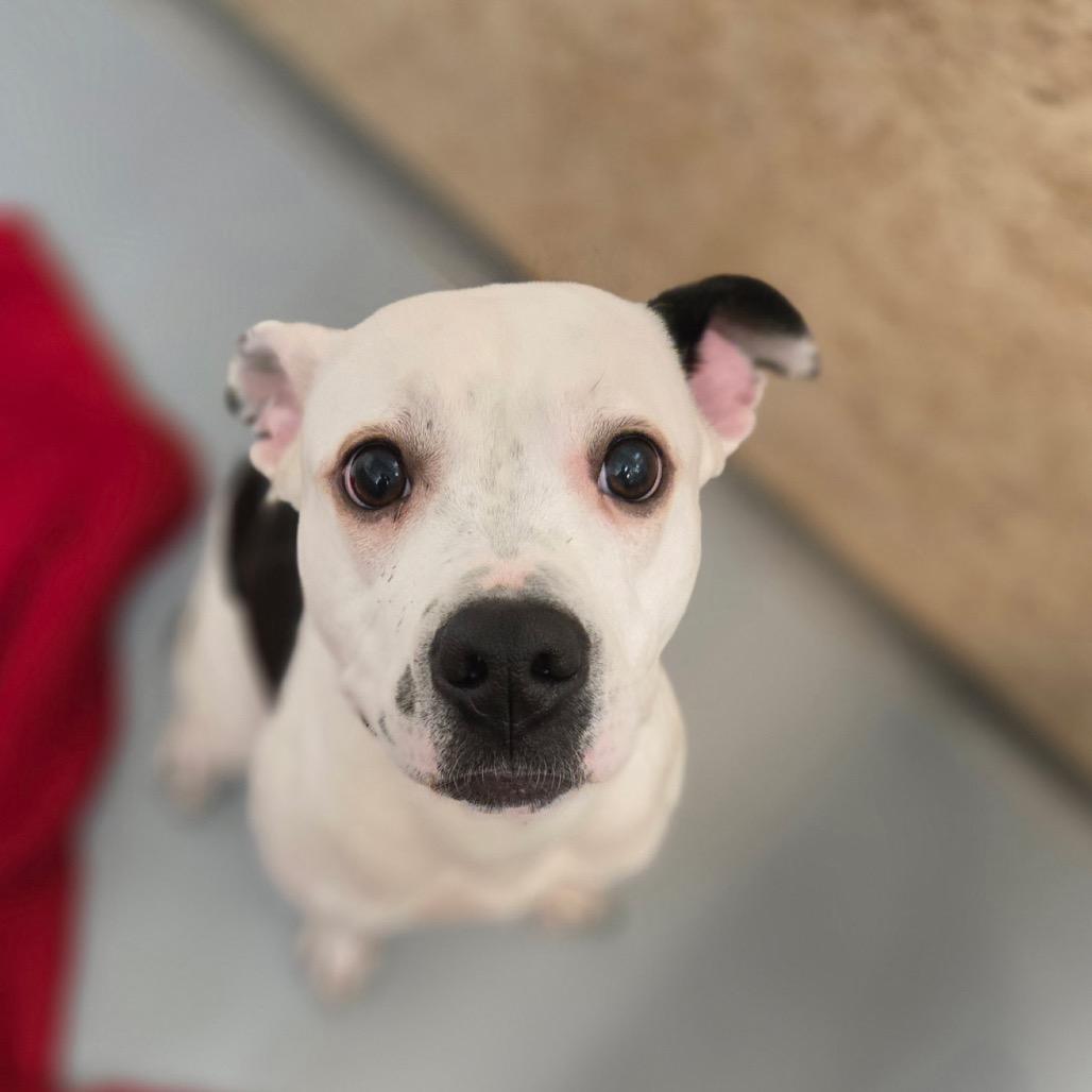 Enlarge Doublet, a Adoptable Pit Bull Terrier in Pennsville, NJ image 1/2