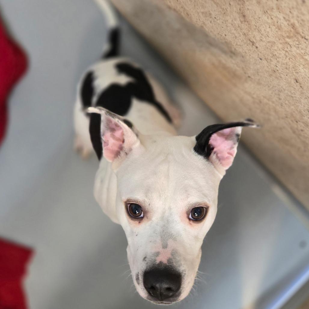Enlarge Doublet, a Adoptable Pit Bull Terrier in Pennsville, NJ image 2/2