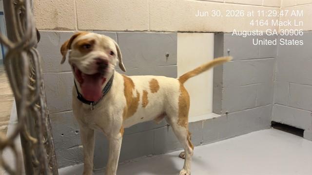Enlarge COREY, a Adoptable American Bulldog in Augusta, GA image 1/1