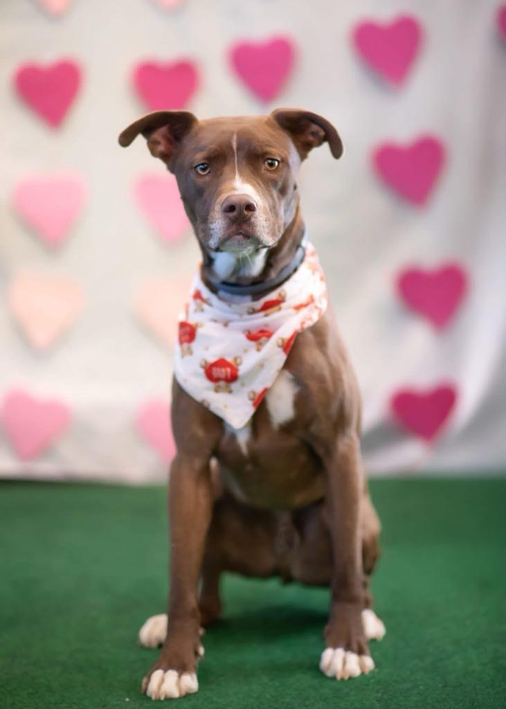 Peter aka Max, Adoptable, Adult Male Pit Bull Terrier & Mixed Breed.